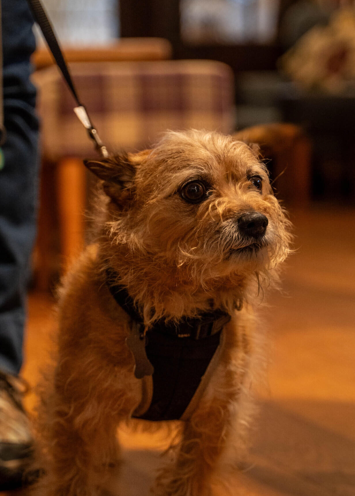 locals favourite pub boroughbridge crown scaled e1757574175113